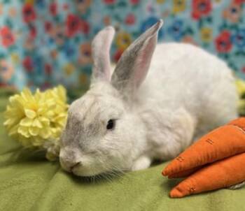 Sterling -  American Rabbit for Adoption in Eugene, Oregon - Sterling | PetCurious