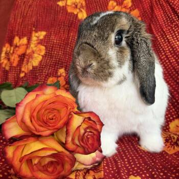Albert -  Mini Lop Rabbit for Adoption in Livermore, California - Albert | PetCurious