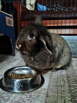 Ace -  Holland Lop Rabbit for Adoption in Waynesboro, Virginia - Ace | PetCurious
