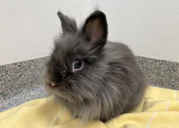 Lionhead and Jersey Wooly Rabbits Available for Adoption - Scotch | PetCurious