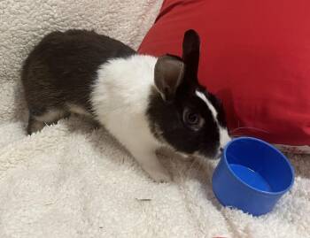 Duke -  Dutch Rabbit for Adoption in Naples, Florida - Duke | PetCurious