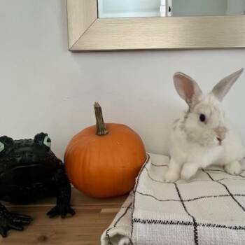 Rescue American Rabbits for Adoption in Taylorsville, Utah - Pip | PetCurious
