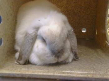 Holland Lop Rabbits Available for Adoption in Sacramento, California - CHLOE | PetCurious