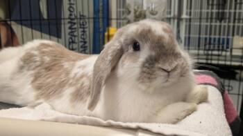 Rescue Bunny Rabbit Rabbits for Adoption in Montreal, Quebec - Stitch | PetCurious