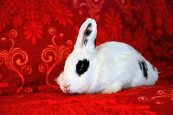 Lionhead Rabbits Available for Adoption in Garland, Texas - Petunia | PetCurious