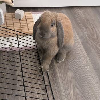 Giorgi -  Lop Eared Rabbit for Adoption in Gig Harbor, Washington - Giorgi | PetCurious