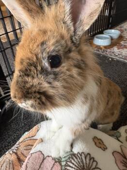 Ollie -  Lionhead Rabbit for Adoption in Grand Rapids, Michigan - Ollie | PetCurious