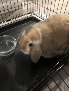 Gregory -  Lop Eared Rabbit for Adoption in Gig Harbor, Washington - Gregory | PetCurious