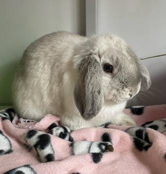 Rescue Mini Lop Rabbits for Adoption in Chicago, Illinois - Ithaca | PetCurious