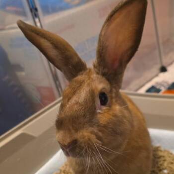 American Rabbits Available for Adoption - Nutmeg 2.0 | PetCurious