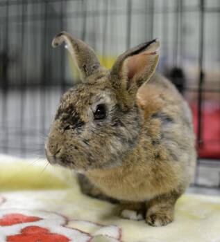 American Rabbits Available for Adoption - Van Gogh | PetCurious