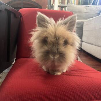 Lionel -  Lionhead Rabbit for Adoption in Portland, Oregon - Lionel | PetCurious