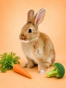 Carrot (lighter colored) -  American Rabbit for Adoption in Bowling Green, Kentucky - Carrot (lighter Colored) | PetCurious