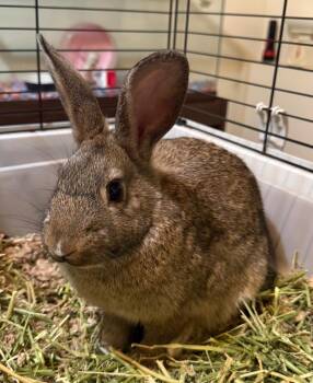Nutmeg -  American Rabbit for Adoption in Pomona, New York - Nutmeg | PetCurious