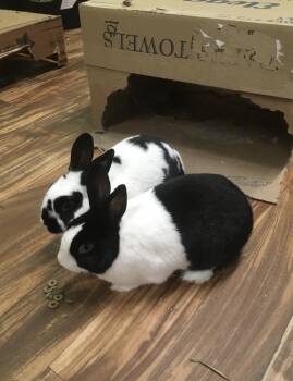 Rescue Dutch Rabbits for Adoption in Beaverdam Lake-salisbury Mills, New York - Billie And Lucy | PetCurious