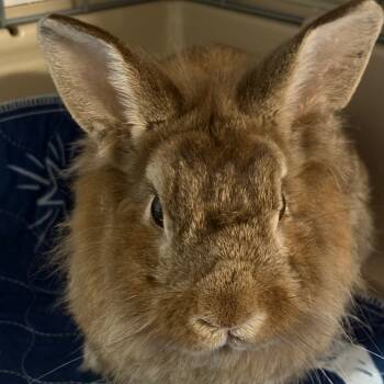 Rescue Lionhead Rabbits for Adoption in Napa, California - Benji | PetCurious