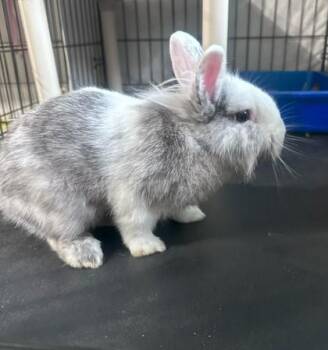 Rescue Lionhead Rabbits for Adoption in Key West, Florida - Olaf | PetCurious