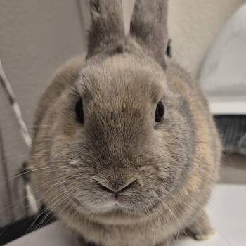 La -  Hotot Rabbit for Adoption in Reno, Nevada - La | PetCurious