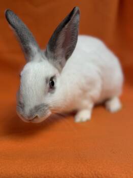 Wednesday -  English Spot Rabbit for Adoption in Edinburg, Pennsylvania - Wednesday | PetCurious