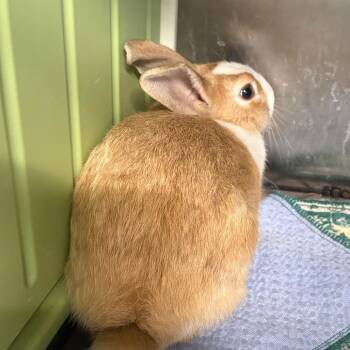 Peter Pan -  Bunny Rabbit Rabbit for Adoption in Winston-salem, North Carolina - Peter Pan | PetCurious