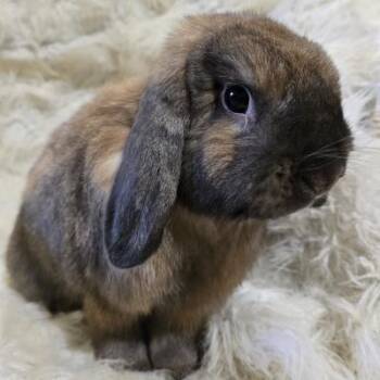 Niblet -  Holland Lop Rabbit for Adoption in Kalamazoo, Michigan - Niblet | PetCurious