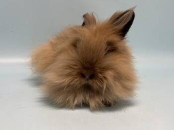 Bessy -  Lionhead Rabbit for Adoption in Golden Valley, Minnesota - Bessy | PetCurious