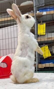Cheeze Puff -  English Spot Rabbit for Adoption in Mill Valley, California - Cheeze Puff | PetCurious