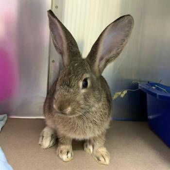 Bunny Rabbit Rabbits Available for Adoption in Dedham, Massachusetts - IVY | PetCurious