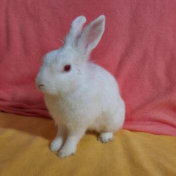 Bruce -  Lionhead Rabbit for Adoption in Montclair, California - Bruce | PetCurious