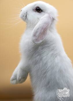 Happy  -  Lop Eared and Angora Rabbit Rabbit Available for Adoption in Howell Township, New Jersey - Happy  | PetCurious