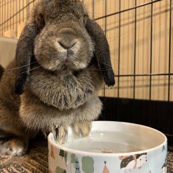 Rescue New Zealand Rabbits for Adoption in Willowbrook, Illinois - Rory | PetCurious