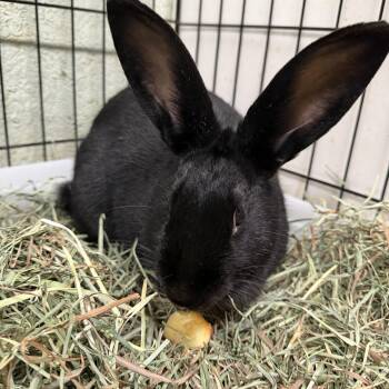 Happy (PEN 4) -  Bunny Rabbit Rabbit Available for Adoption in Las Vegas, Nevada - Happy (PEN 4) | PetCurious
