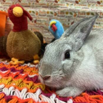 Rescue American Rabbits for Adoption in Clearwater, Florida - Bella | PetCurious