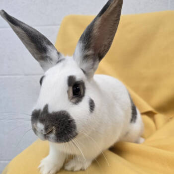 Rescue English Spot Rabbits for Adoption in Evansville, Indiana - Bluebell | PetCurious