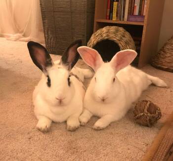 Rescue English Spot Rabbits for Adoption - Maggie & Binks | PetCurious