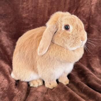Rescue Holland Lop Rabbits for Adoption in Camarillo, California - GOLDIE | PetCurious
