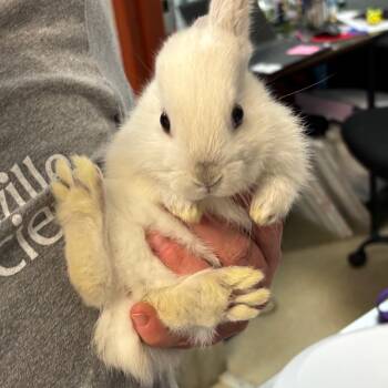 Darcy -  Bunny Rabbit Rabbit for Adoption in Asheville, North Carolina - Darcy | PetCurious
