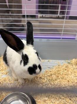 Bunny Rabbit Rabbits Available for Adoption in El Paso, Texas - 60961008 | PetCurious