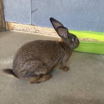 Hoppy Hopper -  American Rabbit for Adoption in Freeport, Florida - Hoppy Hopper | PetCurious
