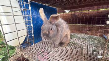 Buddy - Courtesy Listing see info -  American Rabbit for Adoption in Polson, Montana - Buddy - Courtesy Listing See Info | PetCurious
