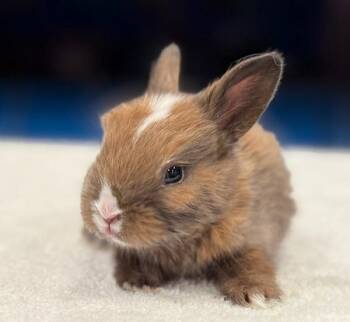 Rescue Dutch Rabbits for Adoption in Santa Cruz, California - Harry Potter | PetCurious