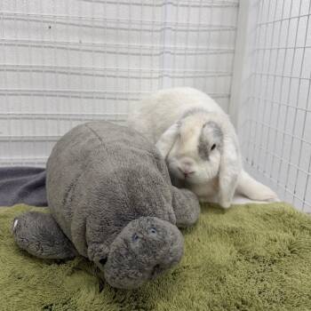 Smyth -  American Fuzzy Lop Rabbit for Adoption in Clearwater, Florida - Smyth | PetCurious