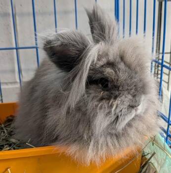 Mochi -  Angora Rabbit and Lionhead Rabbit for Adoption in Yorkville, Illinois - Mochi | PetCurious