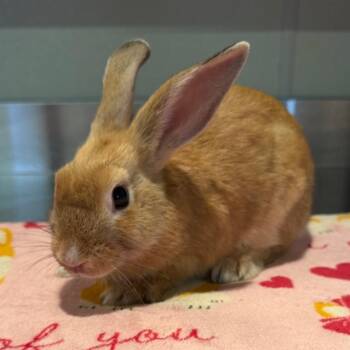 IVHS-Stray-142000 -  American Rabbit for Adoption in San Gabriel, California - IVHS-Stray-142000 | PetCurious