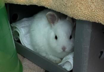 Bunny Rabbit Rabbits Available for Adoption in Palo Alto, California - CLAUDE | PetCurious