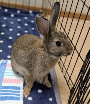 Rescue Bunny Rabbit Rabbits for Adoption in Coquitlam, British Columbia - Hare-ison Ford | PetCurious