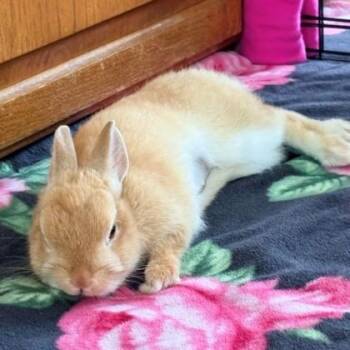 Eclair -  Dwarf Rabbit for Adoption in Wheaton, Illinois - Eclair | PetCurious