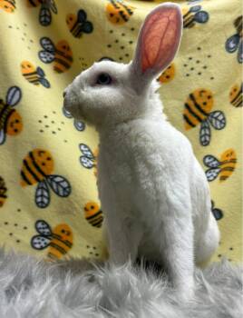 Bunny Rabbit Rabbits Available for Adoption in Montclair, California - Moonlight | PetCurious