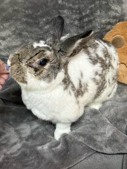 Bunny Rabbit Rabbits Available for Adoption - Saylor | PetCurious