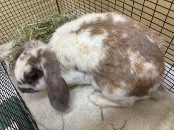 NICOLETTE -  Bunny Rabbit Rabbit for Adoption in Tustin, California - NICOLETTE | PetCurious